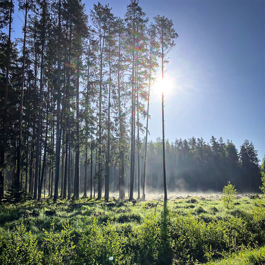 mezu apsaimniekosana 1 Mežs