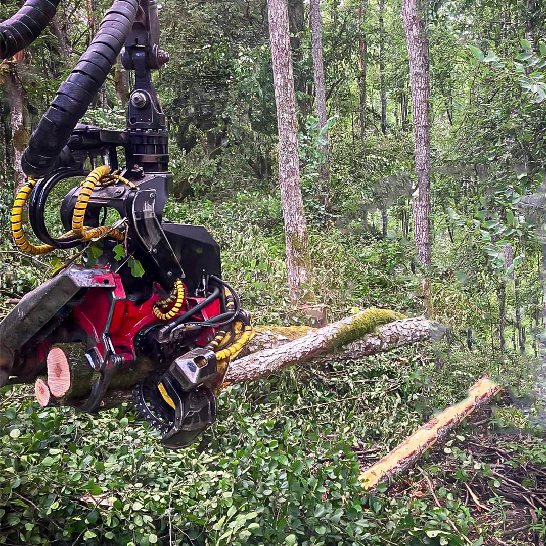 mezu apsaimniekosana 2 Mežizstrāde
